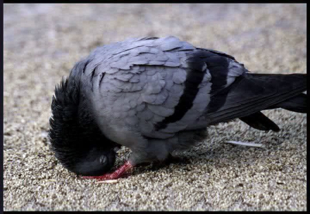 Onu bağışlamasam Allah deyiləm (Salavat)