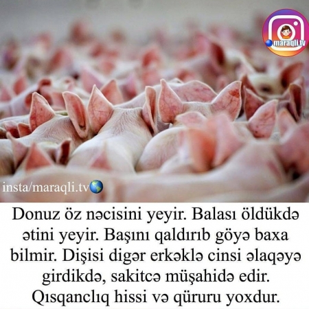 Donuz ətini yemek niyə haramdır ?
